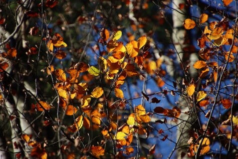Herbstblätter an den Bäumen