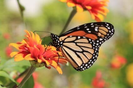 Schmetterling auf einer Blühte - Aufgeben von etwas, das Dich weiterbringt
