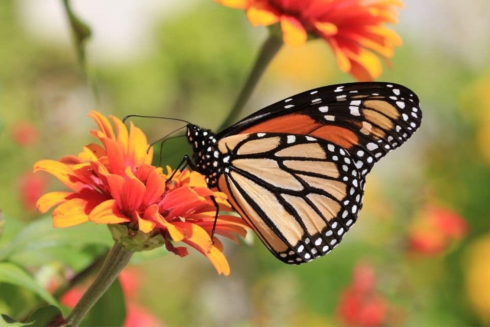 Farfalla su un fiore - Rinunciare a qualcosa che ti porta oltre