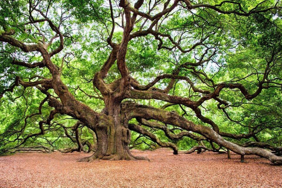 Una bella quercia secolare. Albero degli alberi - Quercia