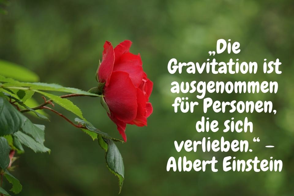 Eine rote Rose mit Zitat: „Die Gravitation ist ausgenommen für Personen, die sich verlieben.“ – Albert Einstein - Begeisterte Zitate zum Valentinstag
