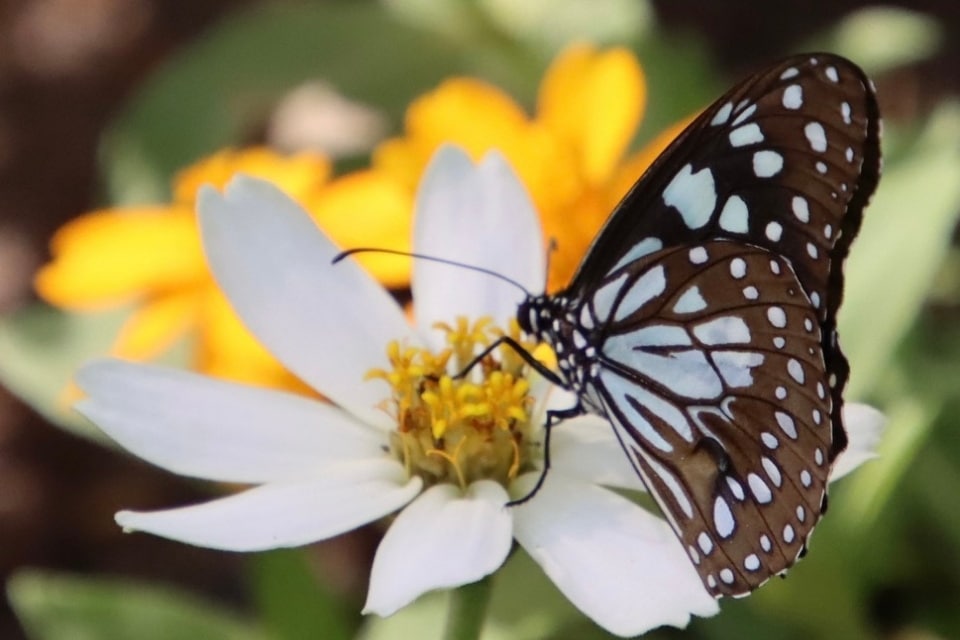 Una giovane farfalla su un fiore in fiore