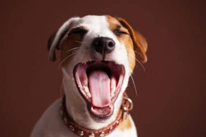 Lachender Hund | Bilder zum Lachen | lachende Gesichter