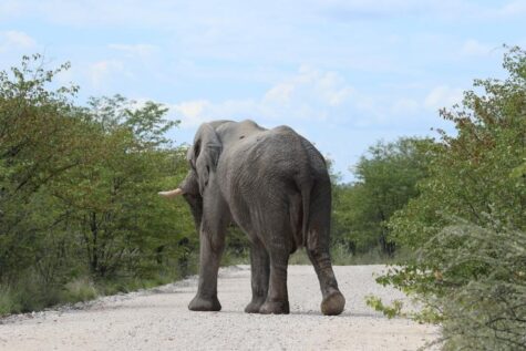 Ein Elefant auf afrikanischer Strasse - Das Chamäleon und der Elefant Kopie