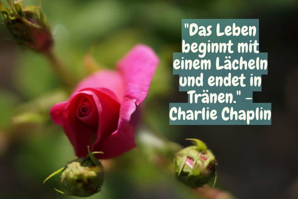 Rosen mit Zitat: "Das Leben beginnt mit einem Lächeln und endet in Tränen." - Charlie Chaplin