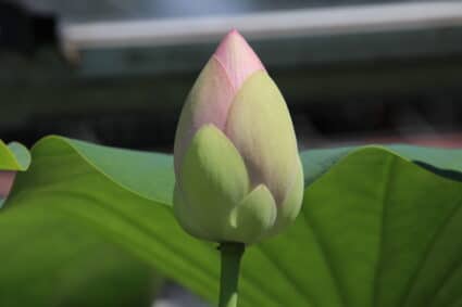Lotusblume - Das Symbol des Loslassen