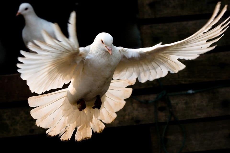 Das Symbol des loslassen, eine weisse Taube freilassen