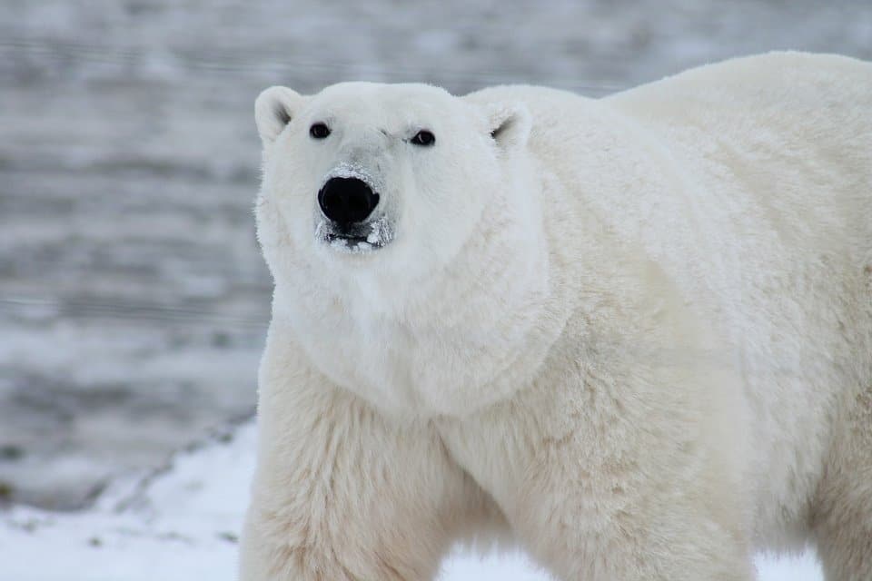 Un ours polaire - documentaire sur l'ours polaire | Magnifique film sur l'ours polaire