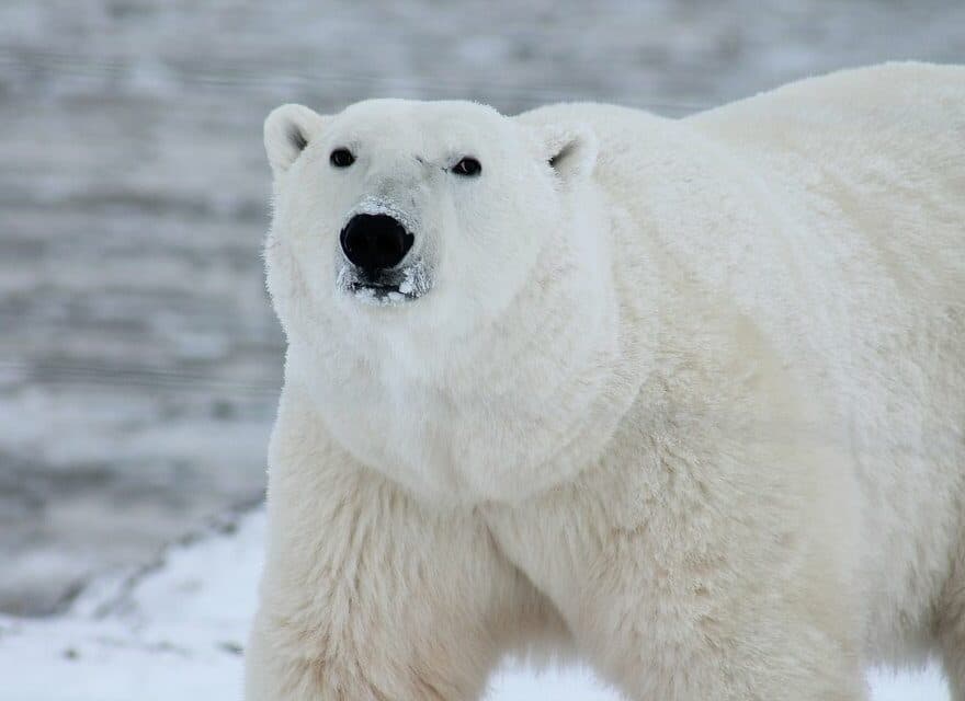Ein Eisbär - Eisbären Doku | Wunderschöne Eisbären Film