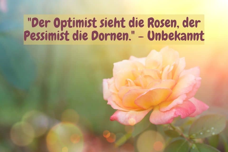Orangegelbe Rose und Zitat: "Der Optimist sieht die Rosen, der Pessimist die Dornen." - Unbekannt