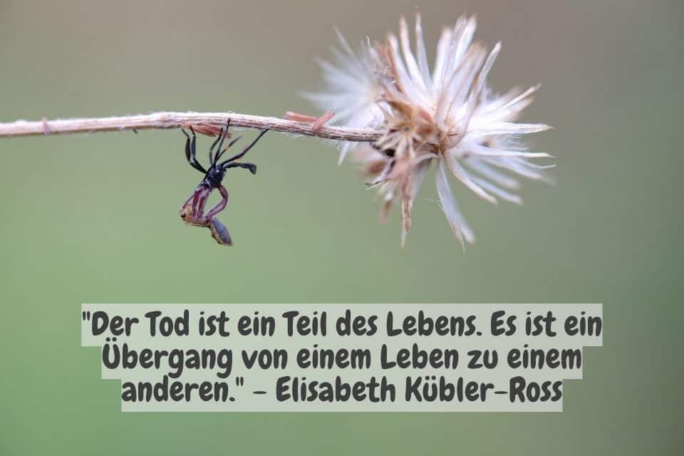 Verwelkte Blume mit Zitat: "Der Tod ist ein Teil des Lebens. Es ist ein Übergang von einem Leben zu einem anderen." - Elisabeth Kübler-Ross