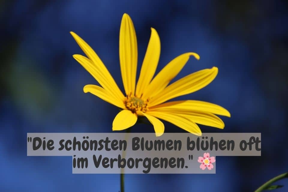 Gelbe Blume mit Spruch: "Die schönsten Blumen blühen oft im Verborgenen." 🌸