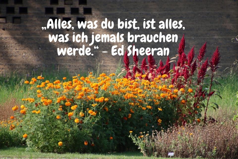 Blumenbeet orange , rot mit dem Spruch: „Alles, was du bist, ist alles, was ich jemals brauchen werde.“ - Ed Sheeran