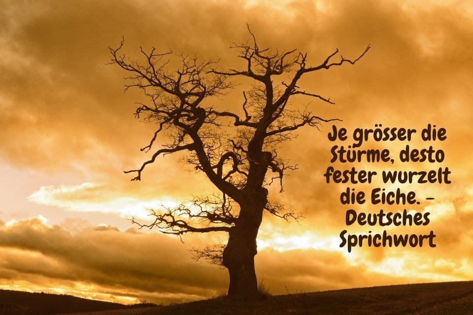 Citation Chêne - Plus la tempête est grande, plus le chêne est solidement enraciné. - proverbe allemand