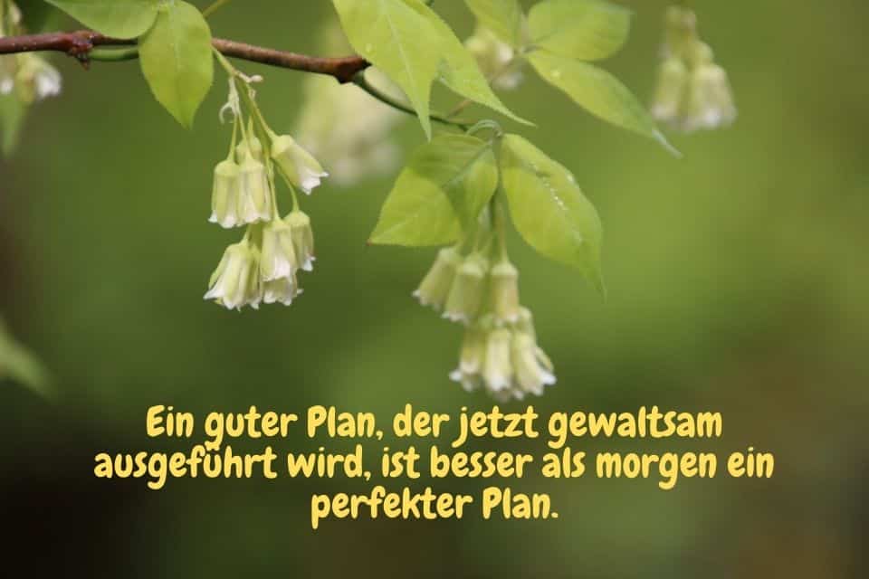 Weisse Baumblühte mit Zitat: Ein guter Plan, der jetzt gewaltsam ausgeführt wird, ist besser als morgen ein perfekter Plan.