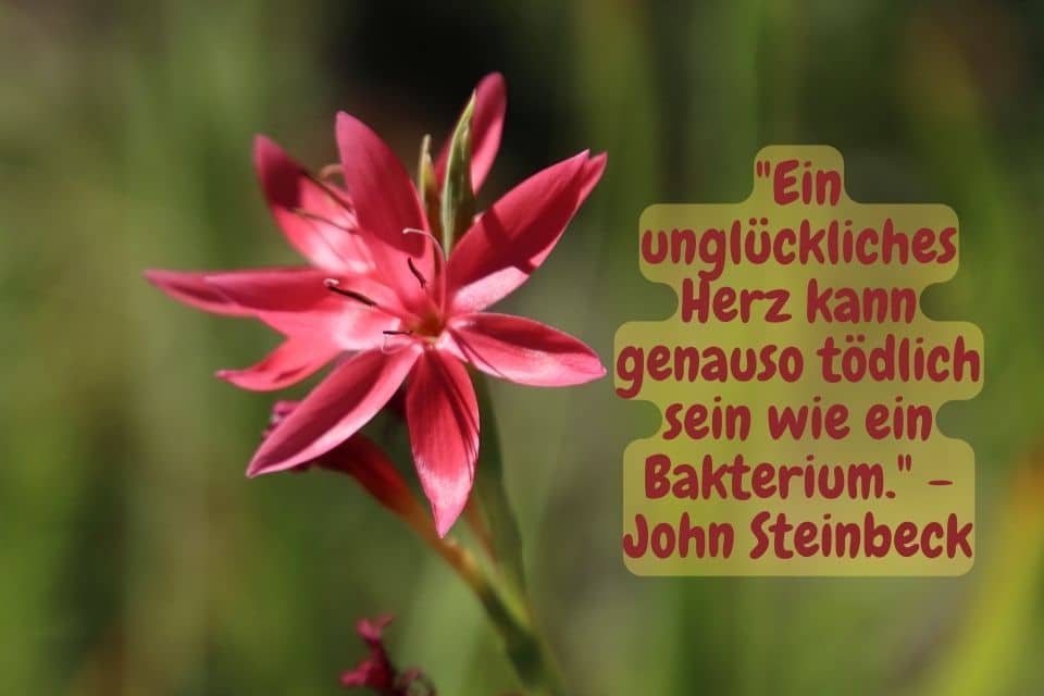 RoteBlume mit Zitat: "Ein unglückliches Herz kann genauso tödlich sein wie ein Bakterium." - John Steinbeck
