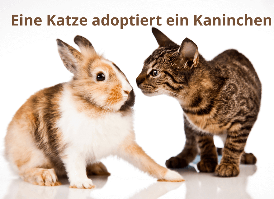 Kanninchen und eine Katze beschnuppern sich - Eine Katze adoptiert ein Kaninchen