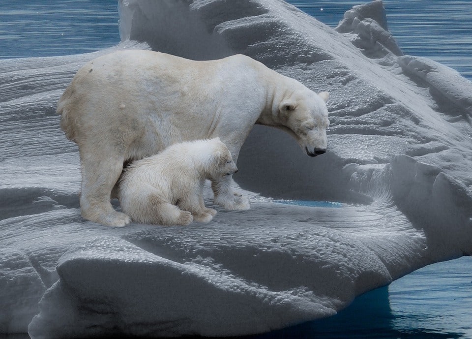 Naturerlebnis | Eisbärenfamilie unterwegs