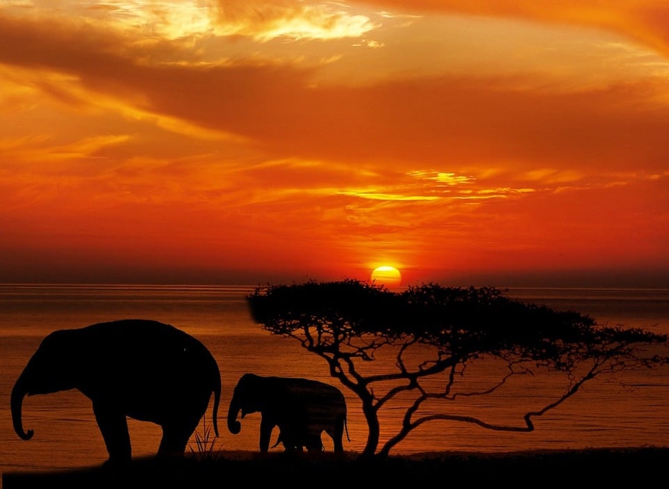 Elefanten mit Sonnenuntergang - Elefant spielt mit einem Handy