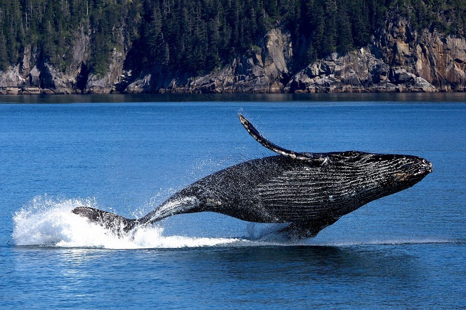 Les baleines fascinent les baleines du monde sous-marin
