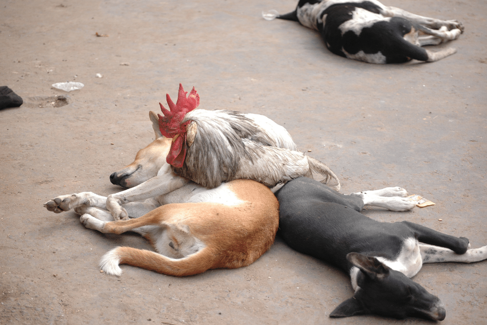friendship among animals