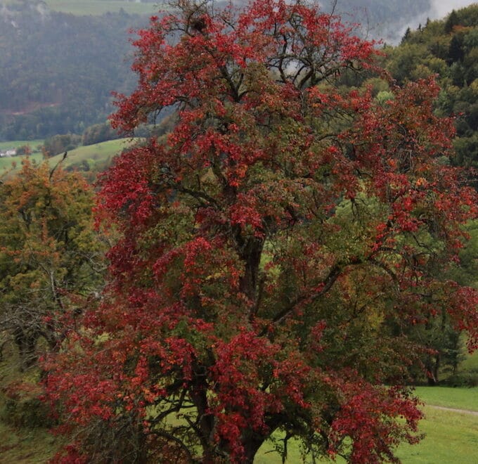 Schöner roter Herbstbaum