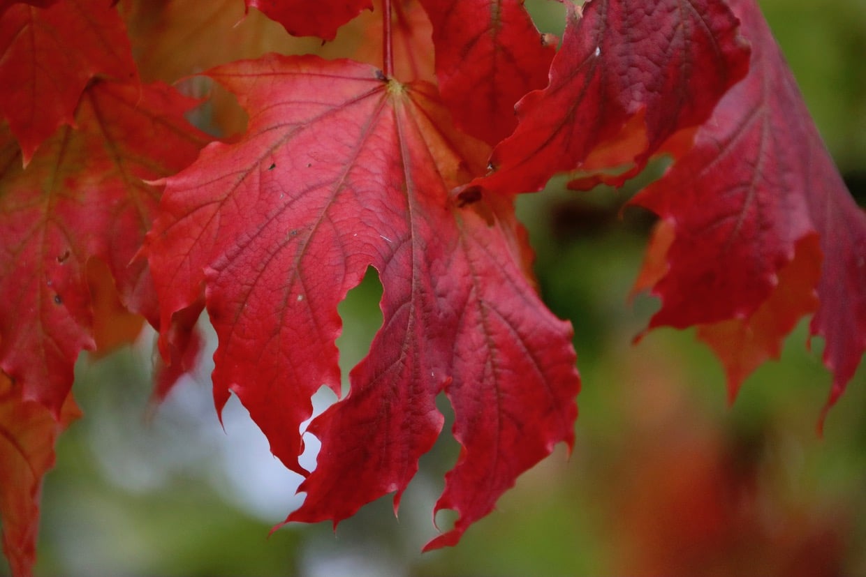 Rotes Herbstblattweisheiten herbst sprüche