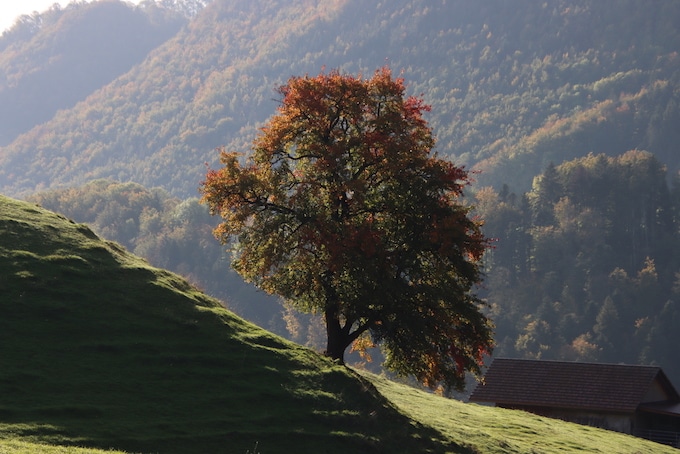 Prächtiger Herbstbaum Mümliswil