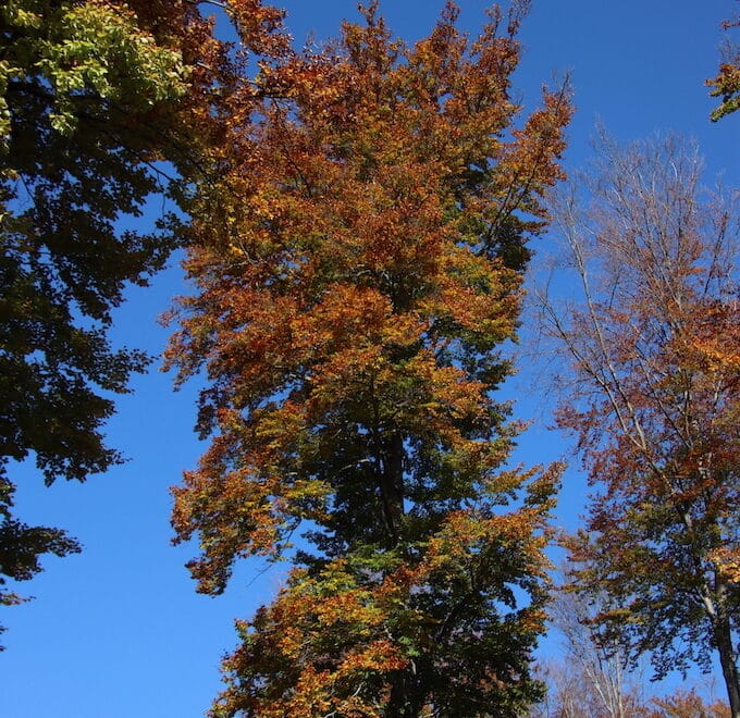 Goldbrauner Herbstbaum