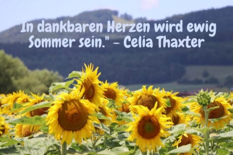 Sonnenblumenfeld - In dankbaren Herzen wird ewig Sommer sein. - Celia Thaxter
