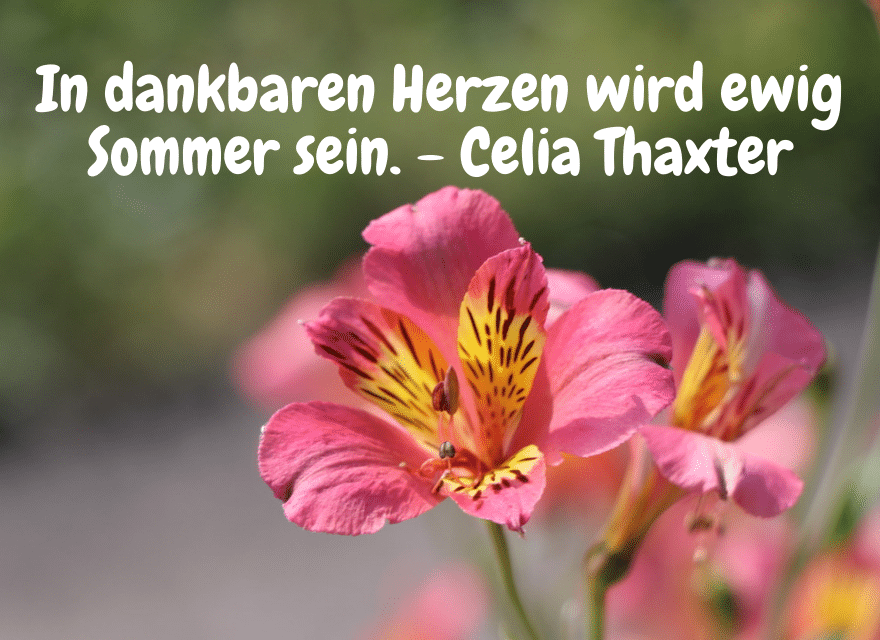 Sommersprüche - In dankbaren Herzen wird ewig Sommer sein. - Celia Thaxter