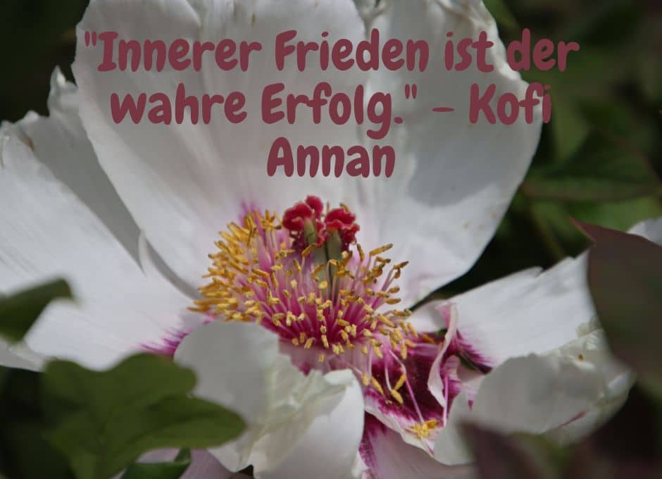 Weisse Bluhmenblühte mit Spruch: "Innerer Frieden ist der wahre Erfolg." - Kofi Annan