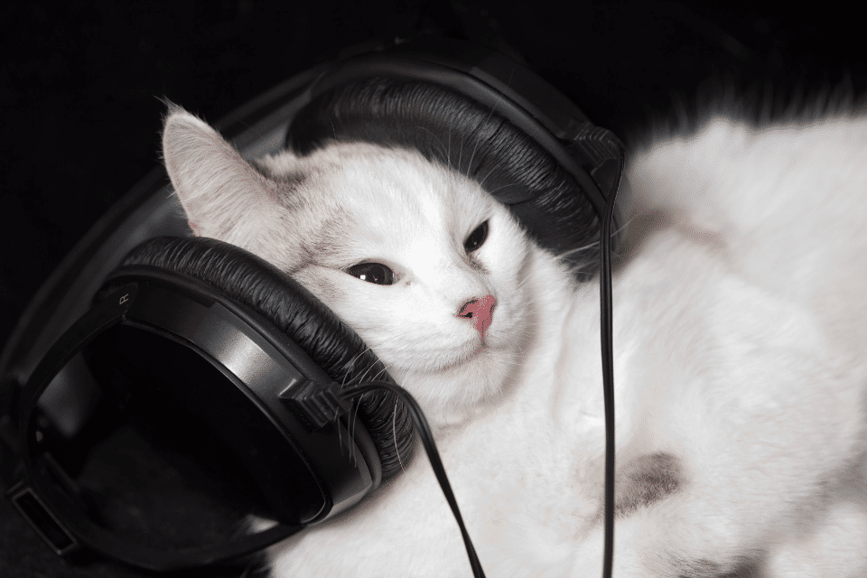 Eine weisse Katze hört gerne Musik
