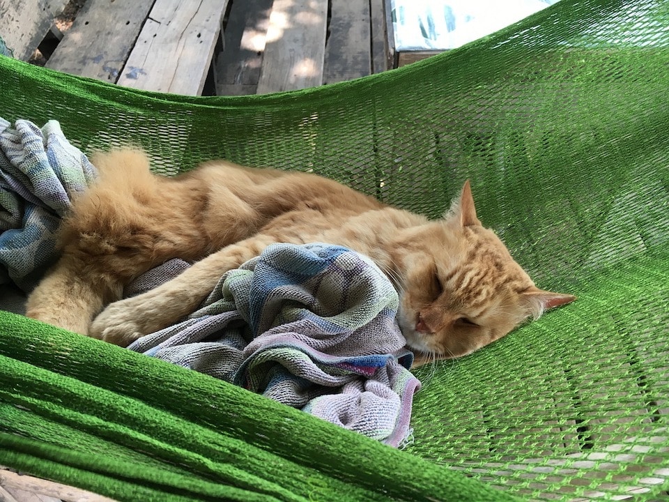 Chat dans un hamac - Drôle - chaton endormi