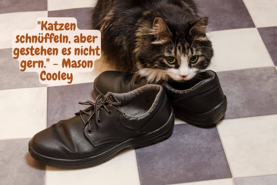 Katze schnüffelt an Schuhe. Spruch: "Katzen schnüffeln, aber gestehen es nicht gern." - Mason Cooley