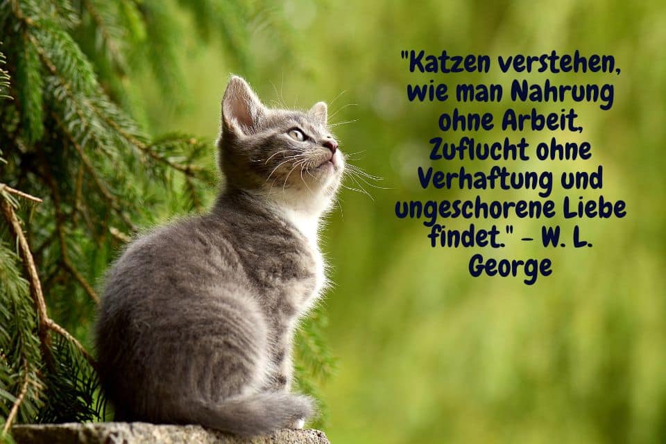 Katze blickt interessiert nach oben. Spruch: "Katzen verstehen, wie man Nahrung ohne Arbeit, Zuflucht ohne Verhaftung und ungeschorene Liebe findet." - W. L. George