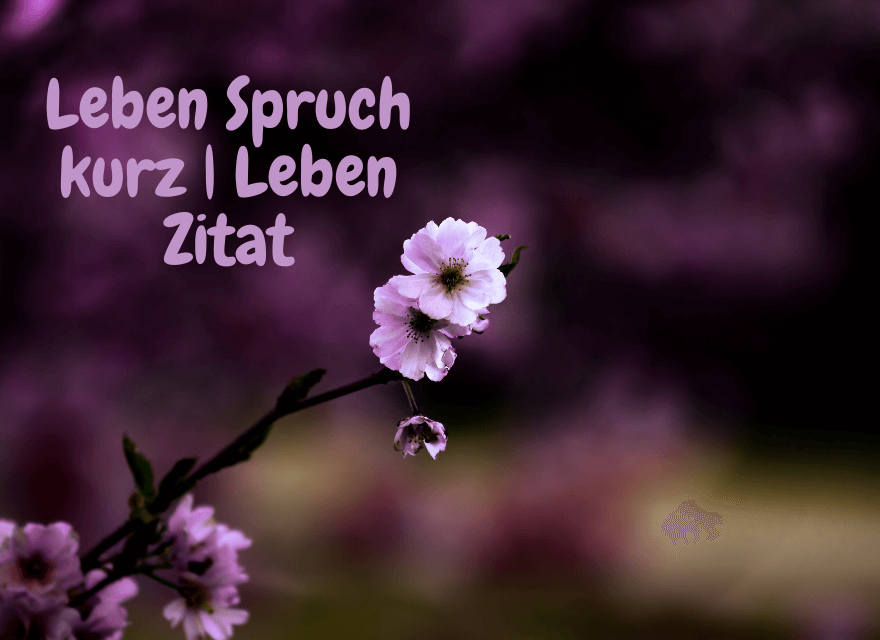 Ein violletes Blütenbild mit der aufschrift: Leben Spruch kurz | Leben Zitat