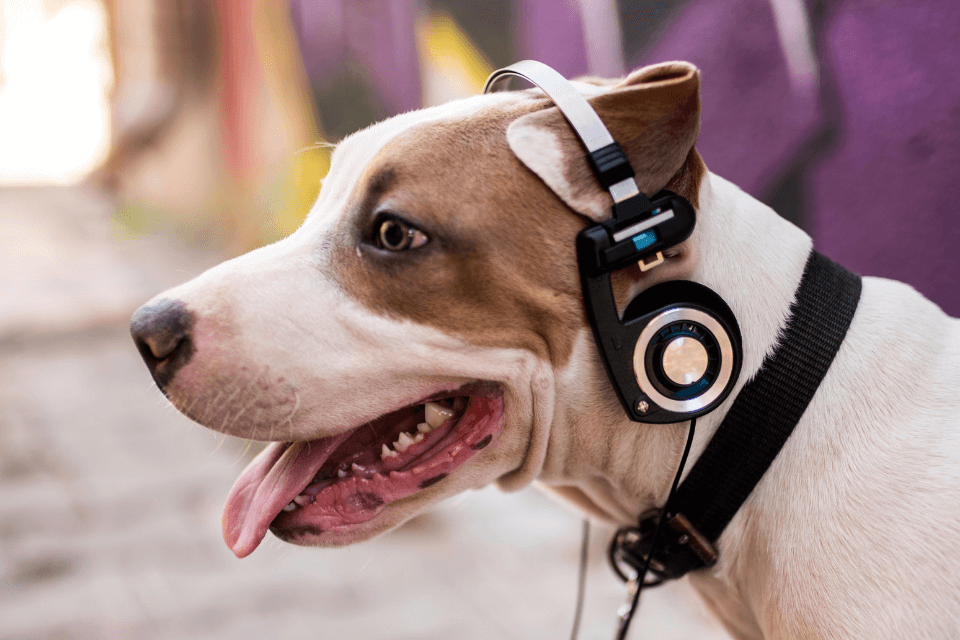 Ein Hund höhrt mit Kopfhöhrer Musik - Mögen Tiere Musik?