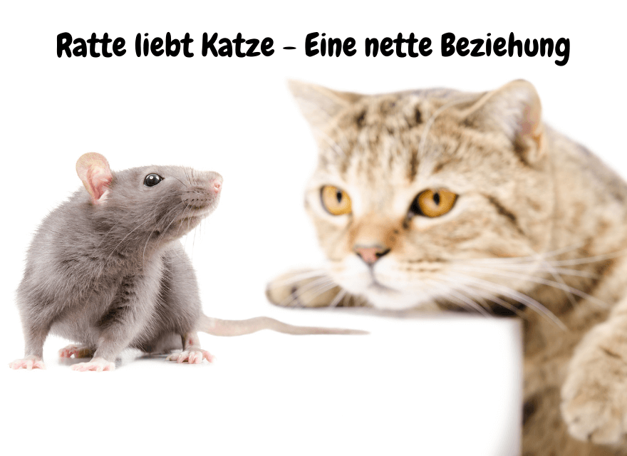 Ratte liebt Katze - Eine nette Beziehung