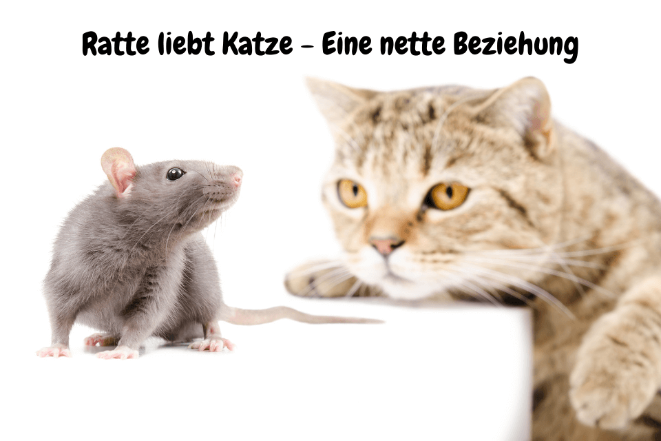 Le rat aime le chat - Une belle relation