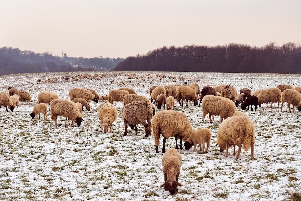 羊——品种让生活更甜蜜