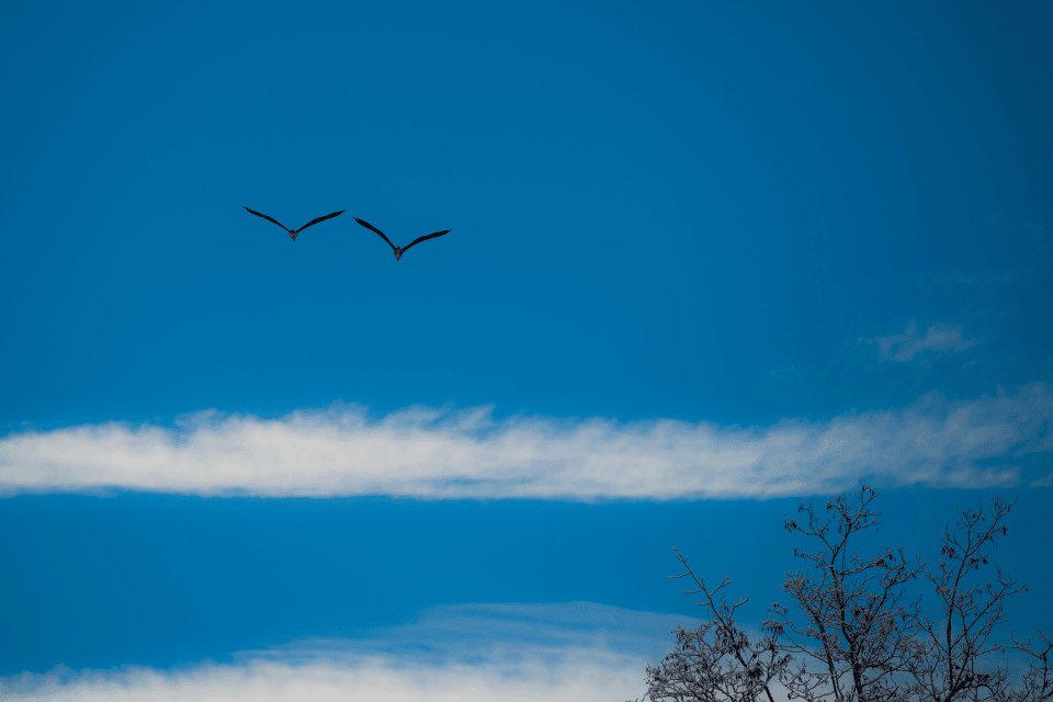 Zwei Vögel am blauen Himmel - Schlussfolgerung