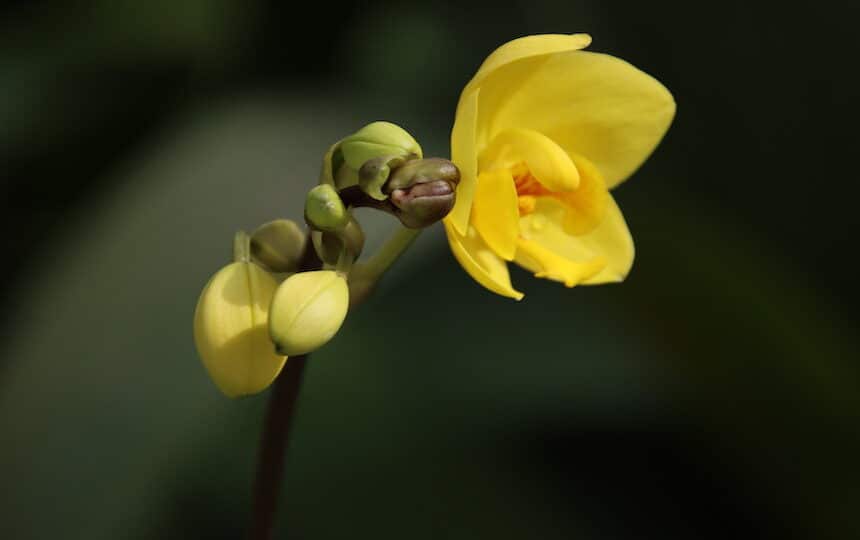 Belle sagesse de la vie belle image de fleur jaune