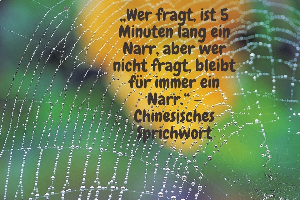 Spinnennetz mit Zitat: „Wer fragt, ist 5 Minuten lang ein Narr, aber wer nicht fragt, bleibt für immer ein Narr.“ - Chinesisches Sprichwort