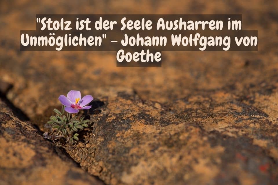 Kleine Blume wächst aus dem Asphalt. Zitat: "Stolz ist der Seele Ausharren im Unmöglichen" - Johann Wolfgang von Goethe