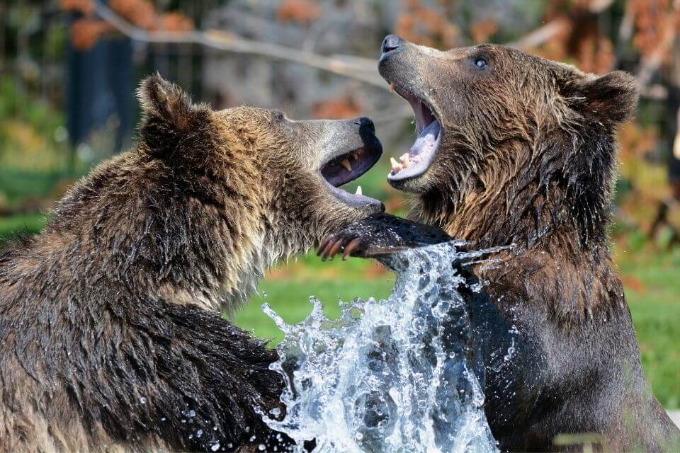 Zwei kämfende Grizzlybären  - Überlebensgefahren Grizzlybär