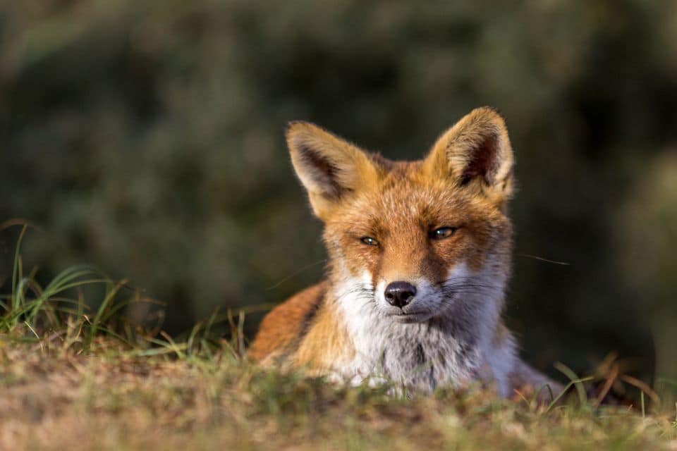 Porträt eines jungen Fuchses