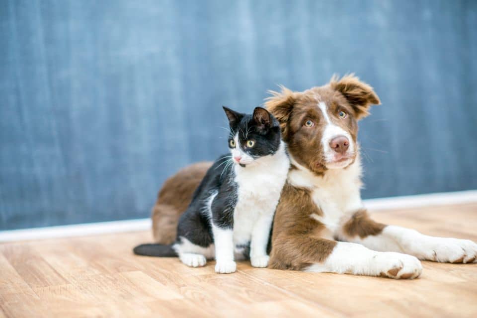 Katze und Hund - zwei tierische Freunde