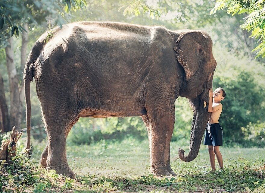 Bébé éléphant de Chiang Mai
