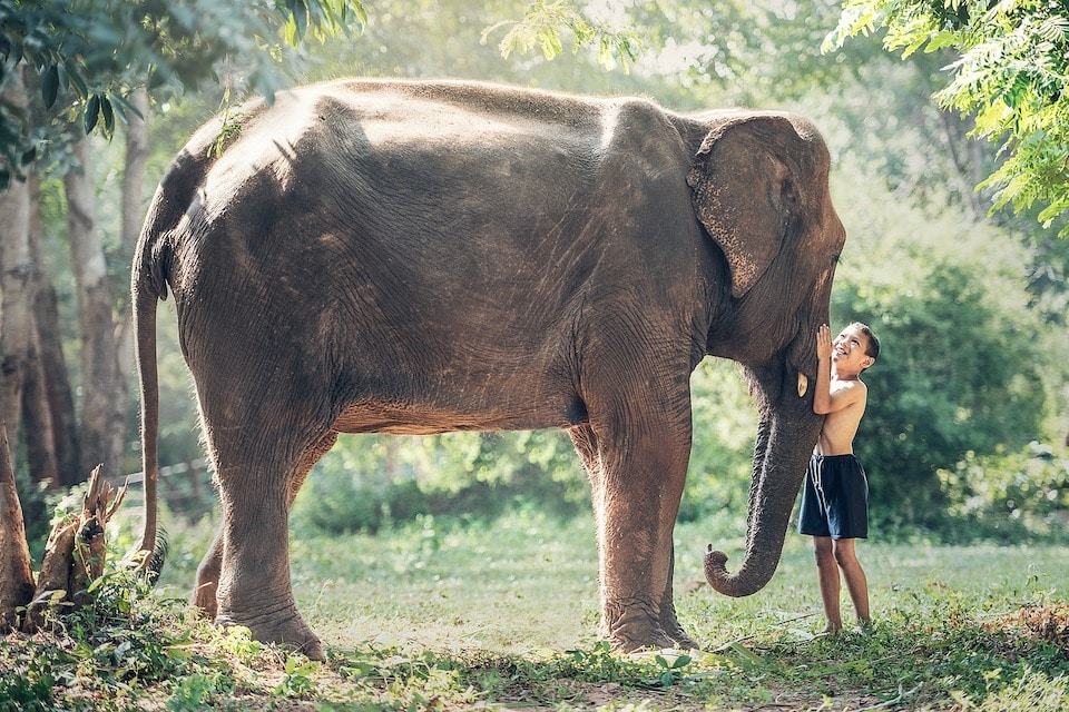Bébé éléphant de Chiang Mai
